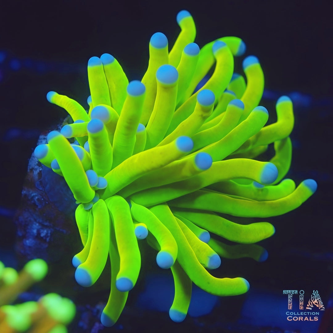 TIA Holy Grail Torch