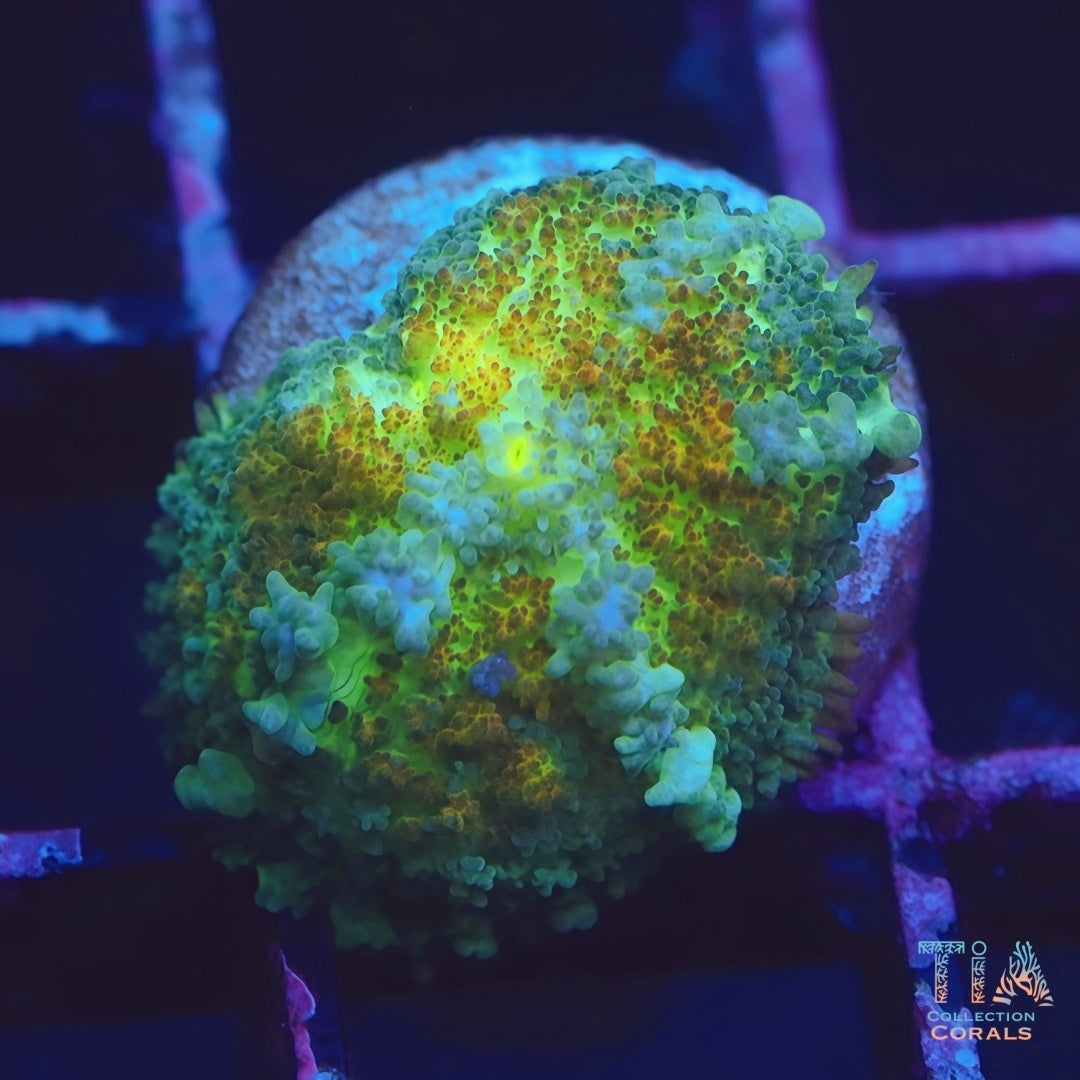 Ghost Bounce Mushroom