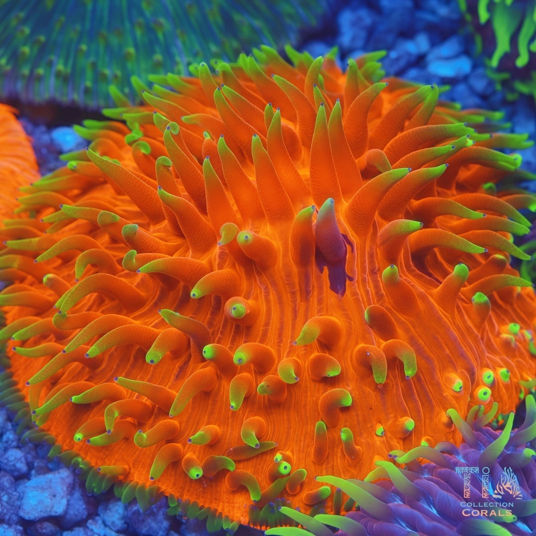 Ultra Bright Orange Plate XL