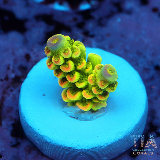 Home Wrecker Acropora