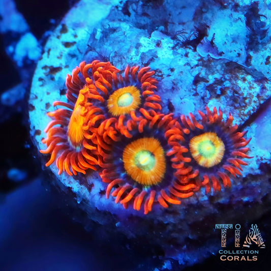 Hyper Ham Ham Zoanthids Frag - Live Softies Coral for Sale | TIA Coral