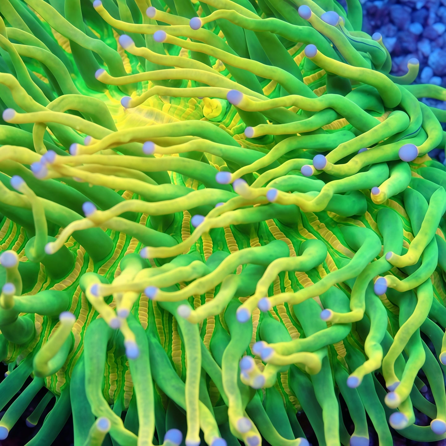 Holy Grail Plate RARE