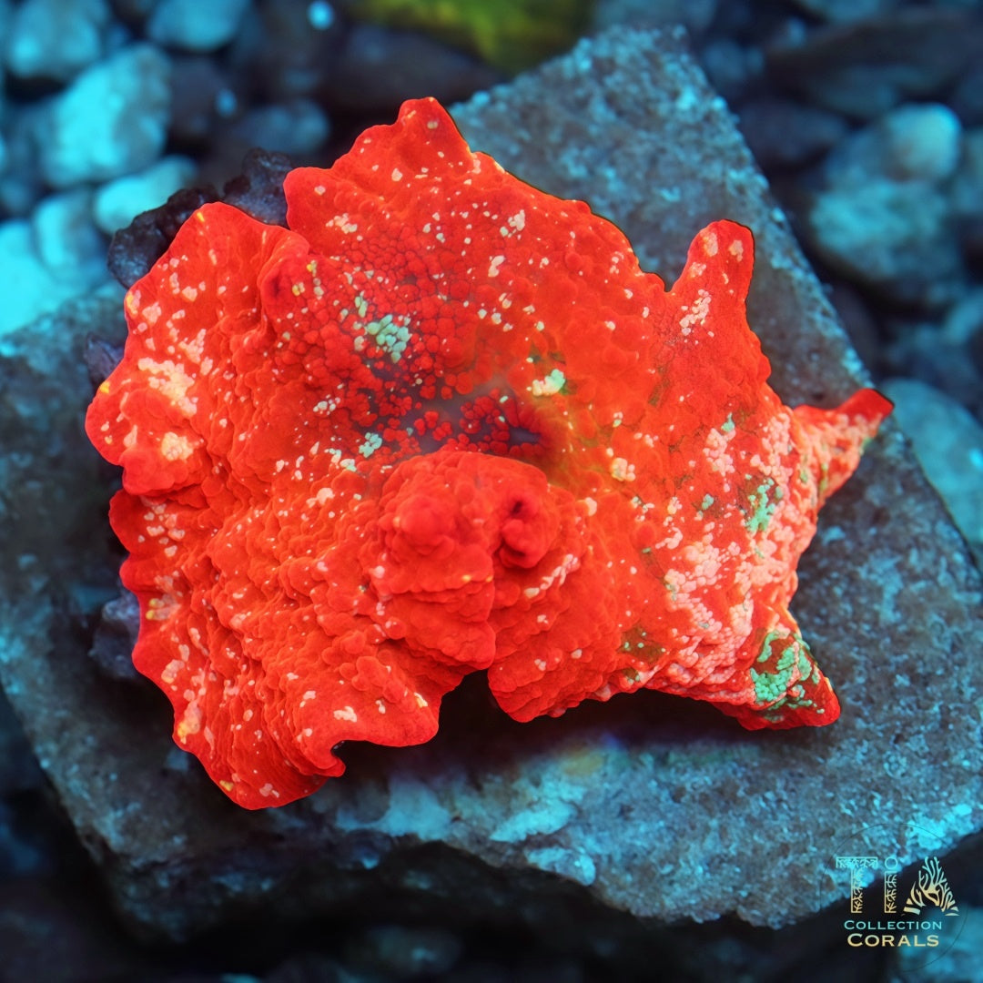 Pink Monster Jawbreaker Mushroom (rare)