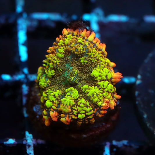 Flamethrower Bounce Mushroom