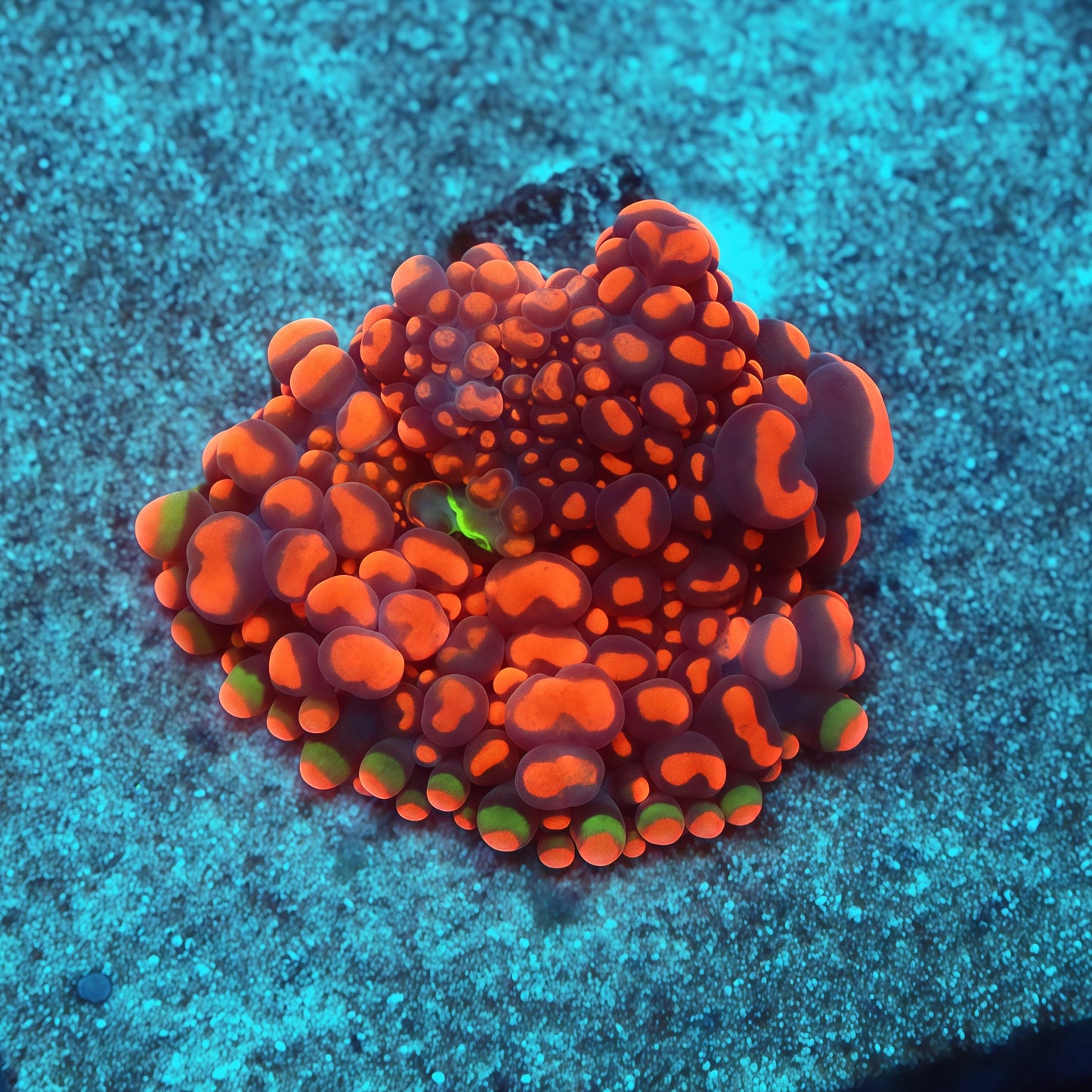 Doughboy Bounce Mushroom