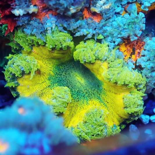 Rock Flower Anemones