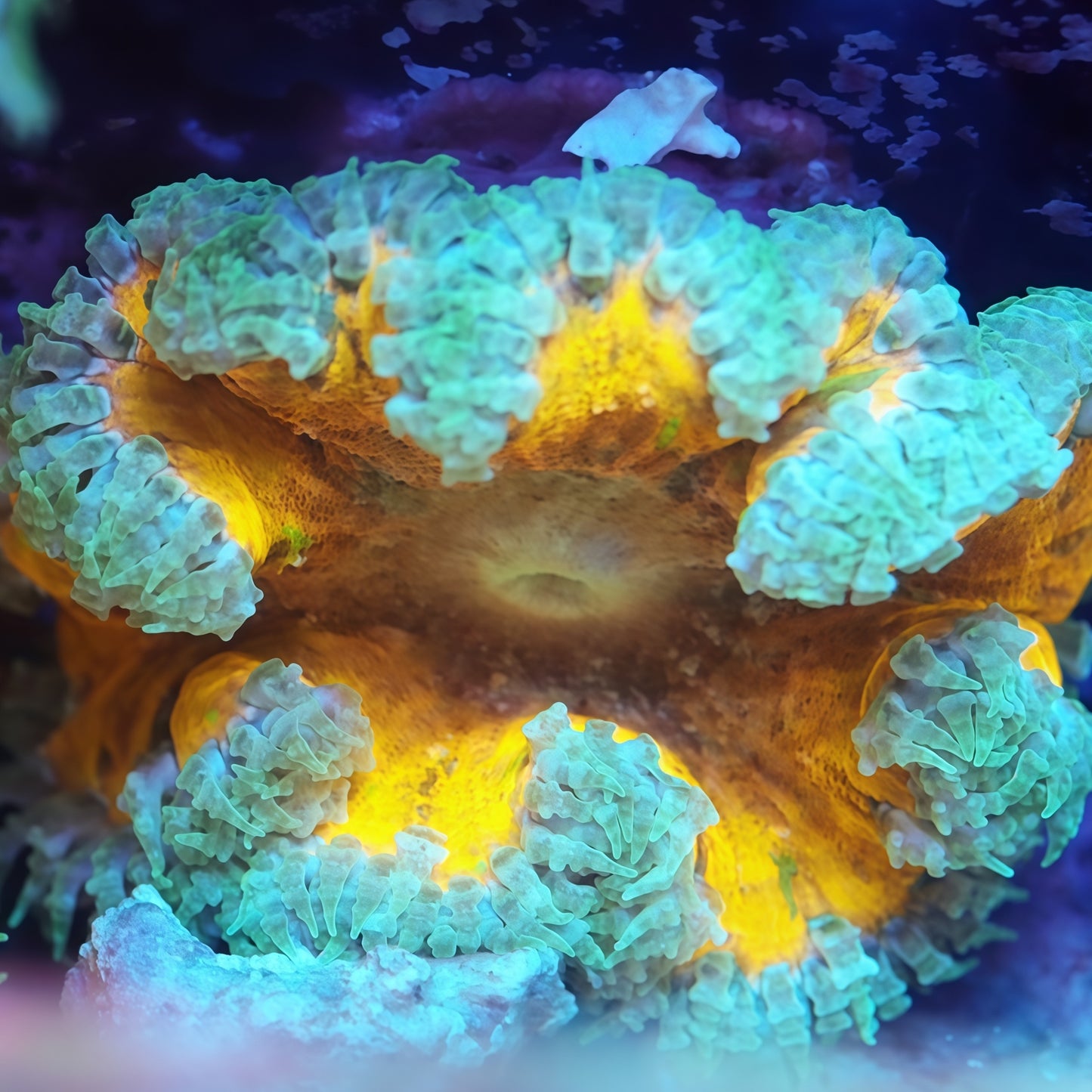 Rock Flower Anemones