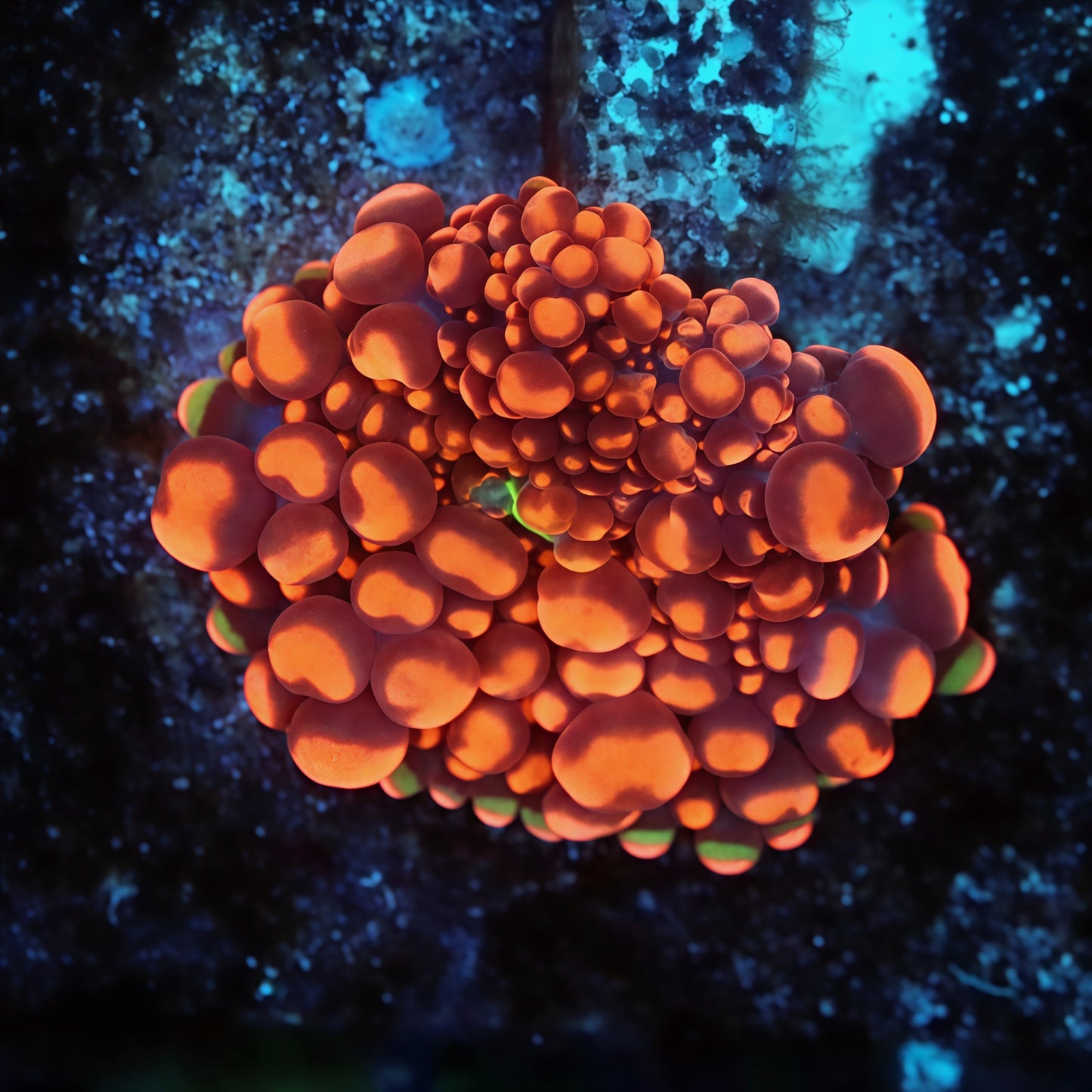 Mother Attached Tank Grown Dough Boy Mushroom 1