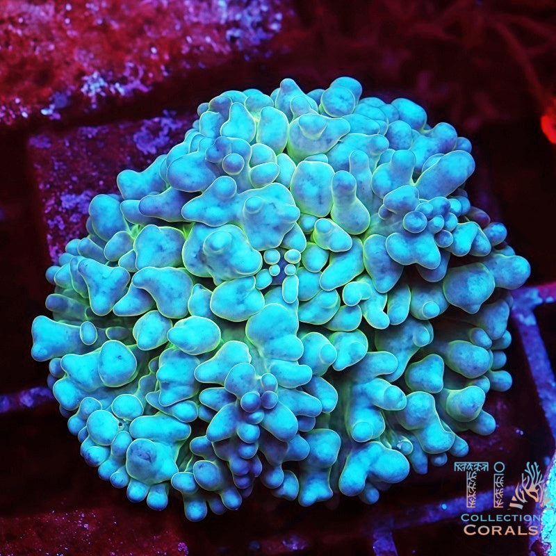 Nuclear Bounce Mushroom