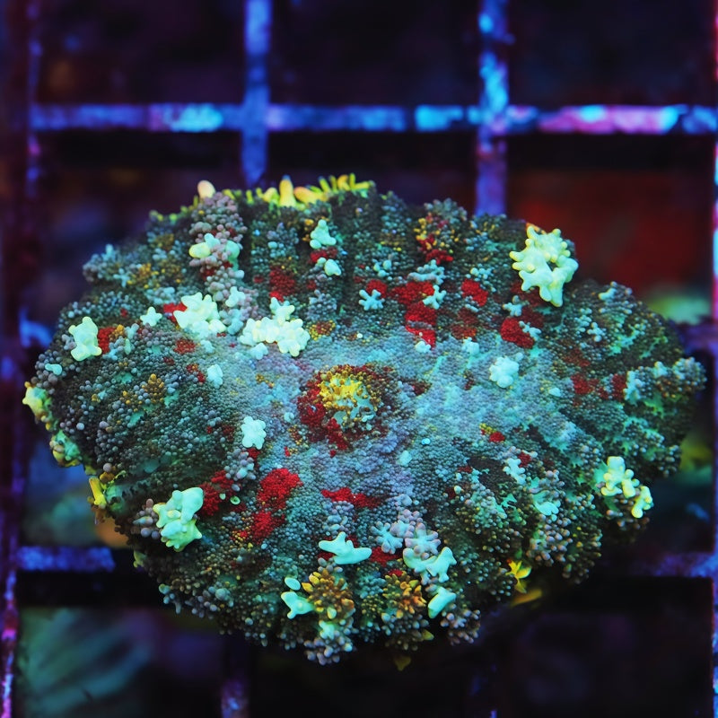 Cosmic Frost Bounce Mushroom Softies Coral | Tia Coral – TIA Corals