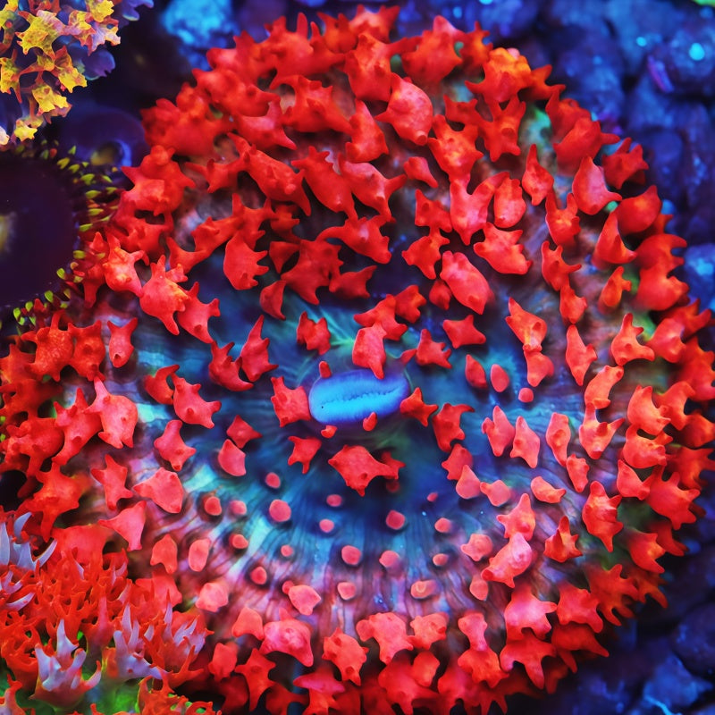 Rainbow St. Thomas Mushroom