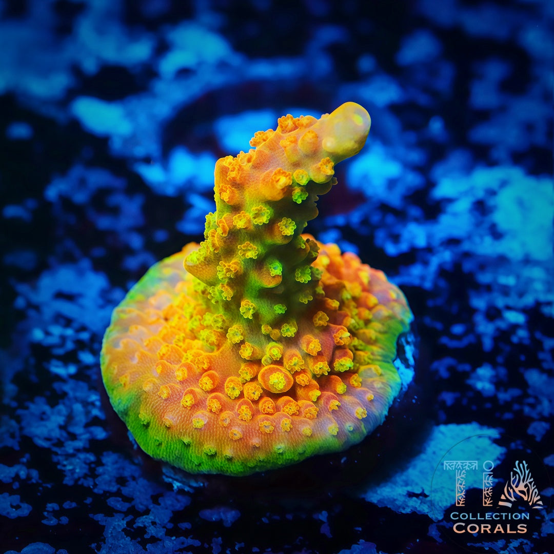 Fragmento de pastel de cereza Montipora