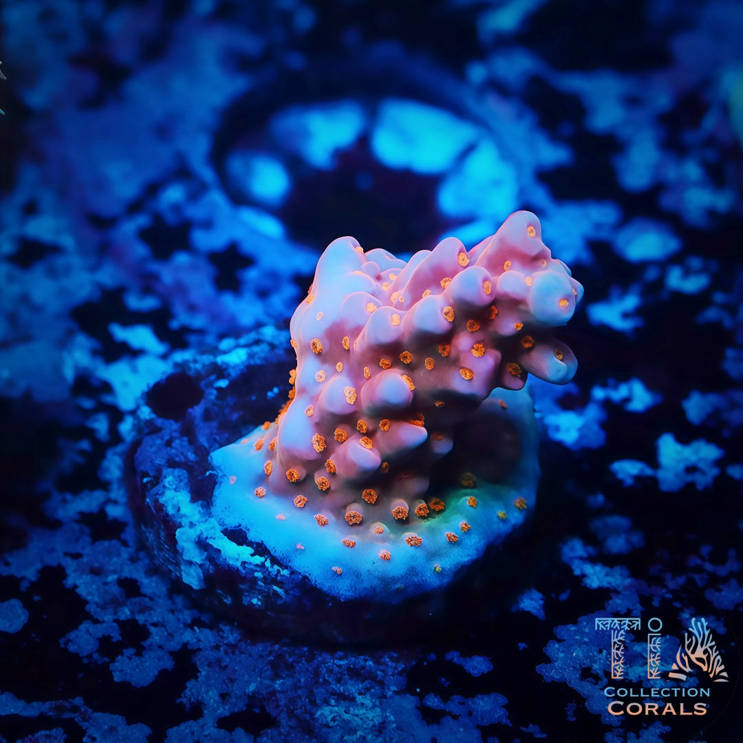 樱桃派蔷薇珊瑚碎片