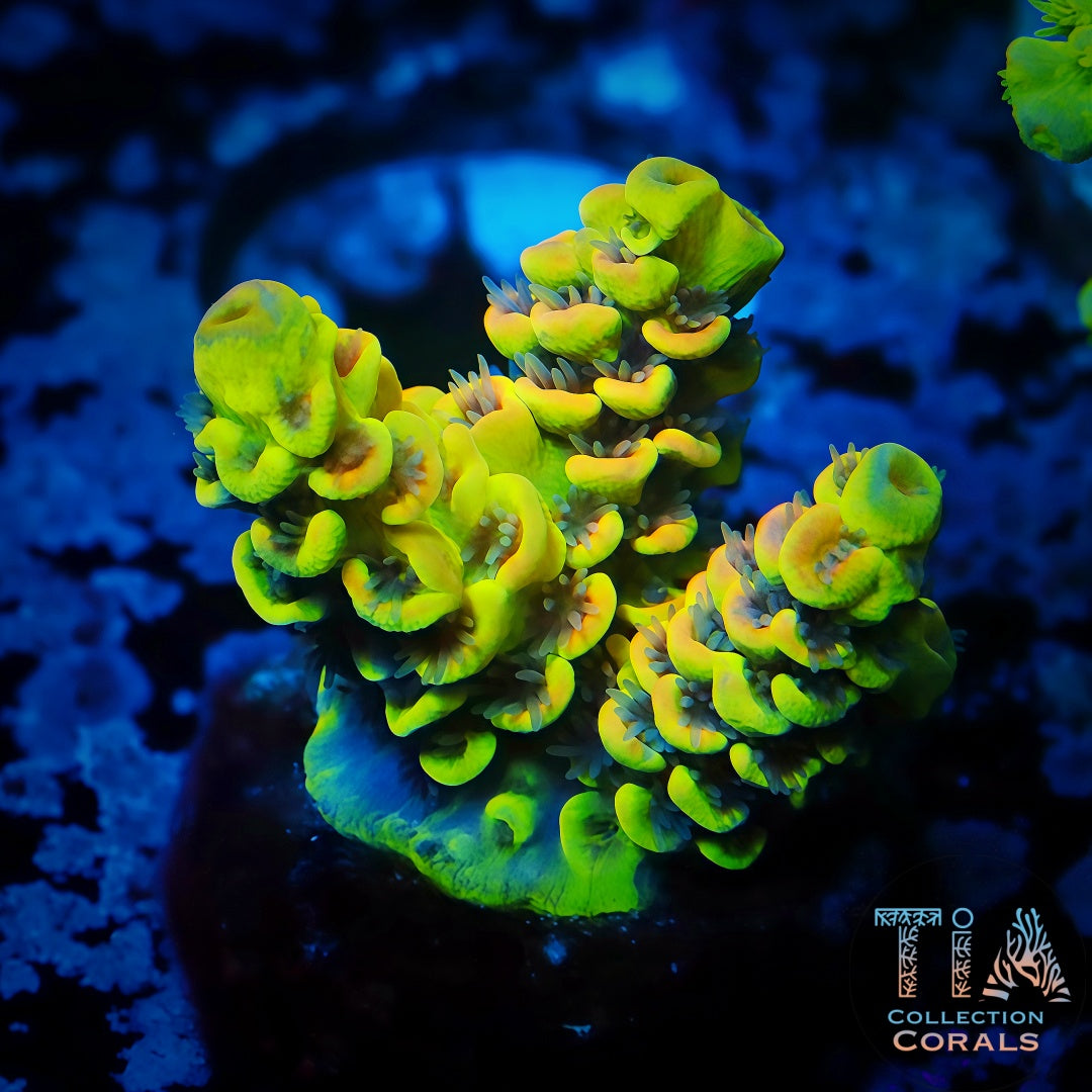 樱桃派蔷薇珊瑚碎片