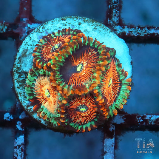 White Zombie Zoanthids