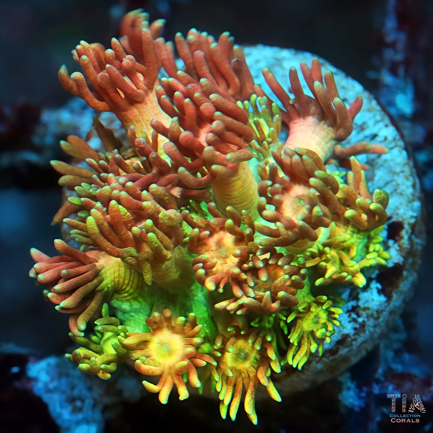 Master Grade Multicolor Goniopora