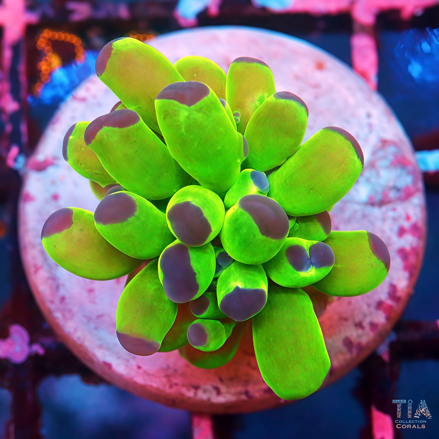 NEON Frogspawn *NEW RELEASE*