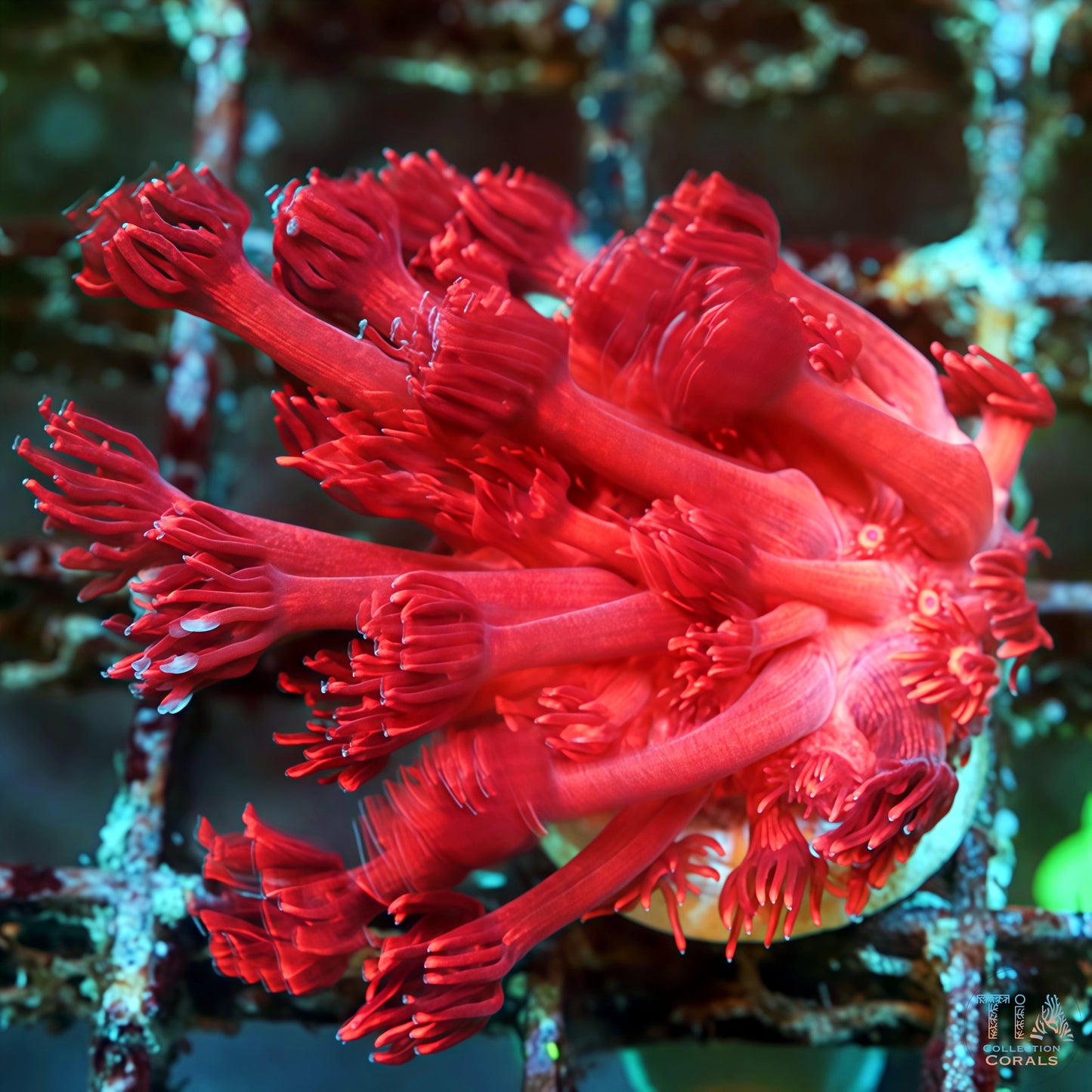 太阳火花 Goniopora