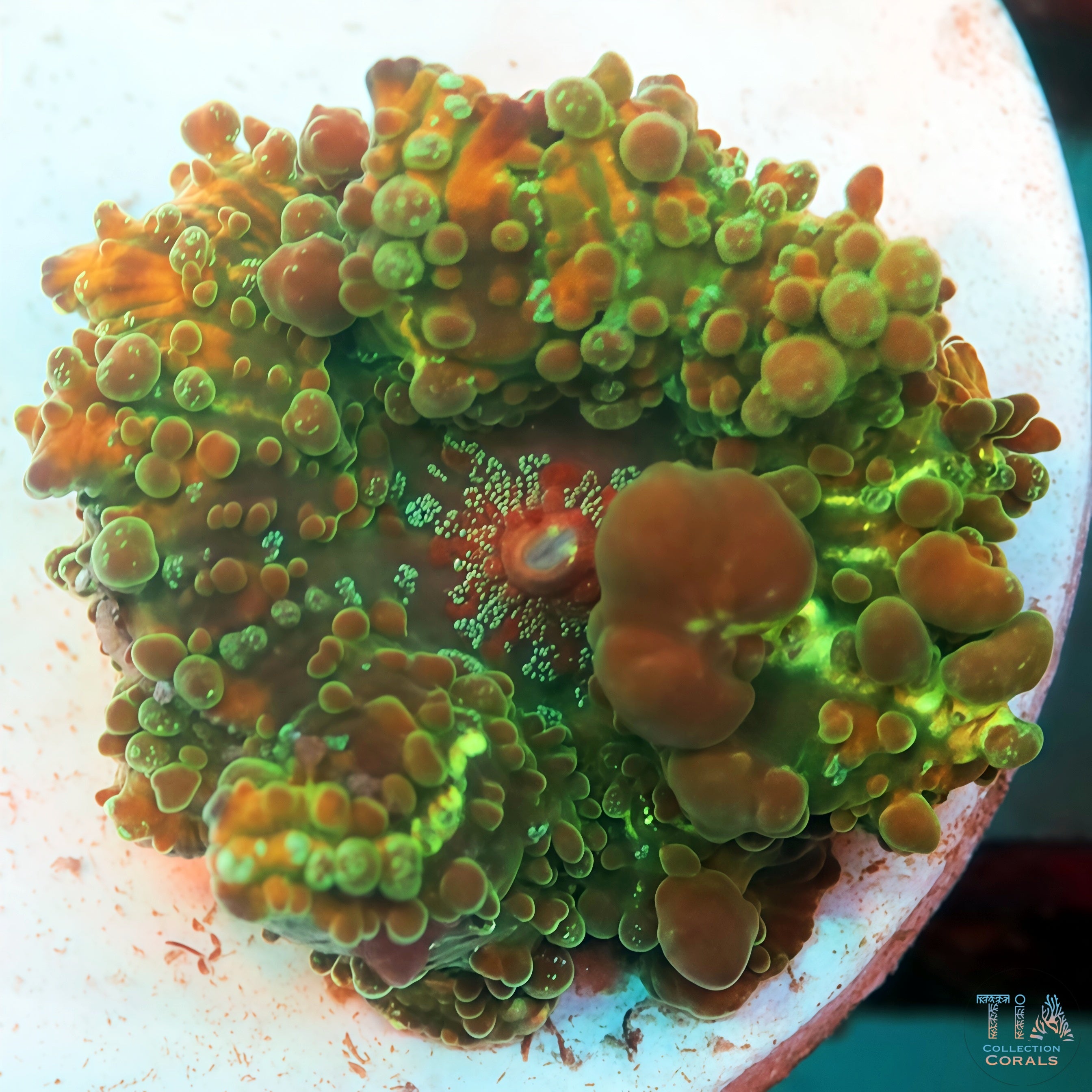 Mr Freak Bounce Softies Coral | Tia Coral – TIA Corals