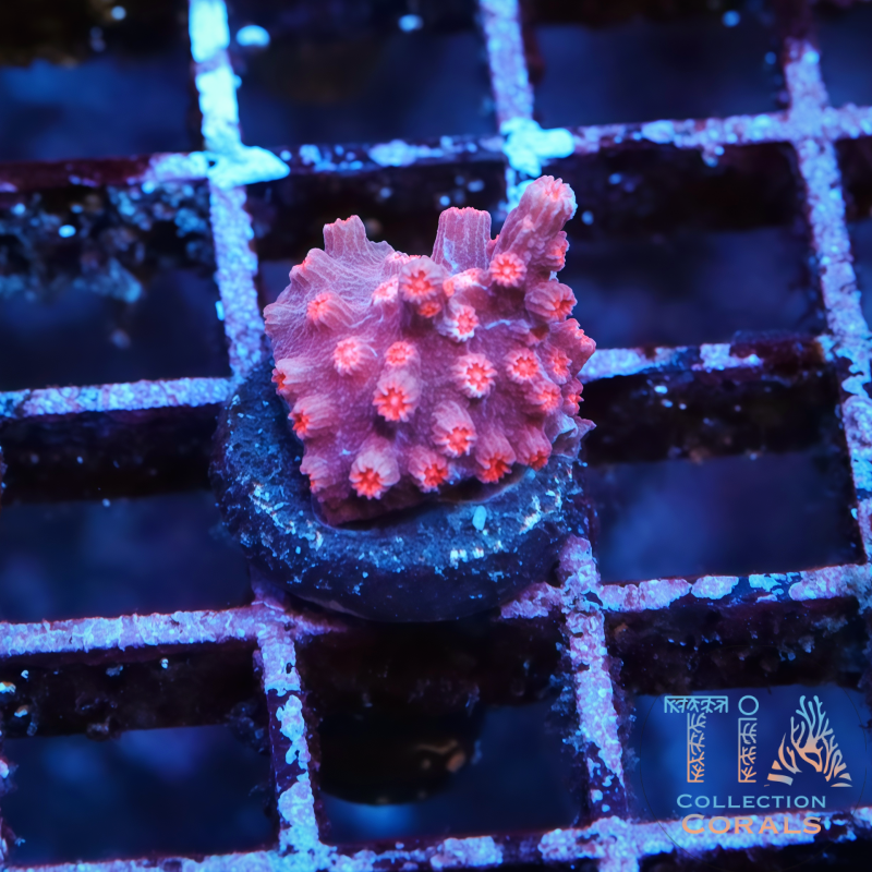 Red Branching Cyphastrea
