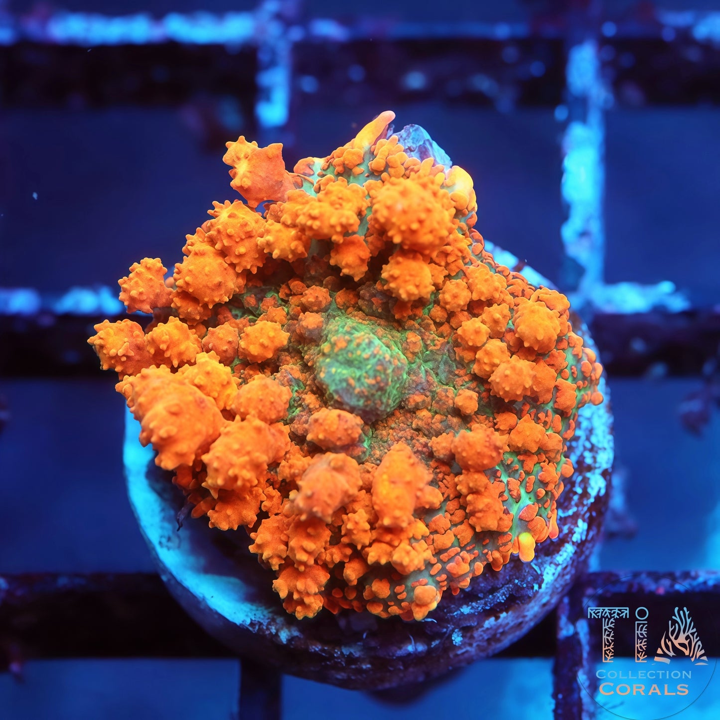 TIA Orange Creamsicle Bounce