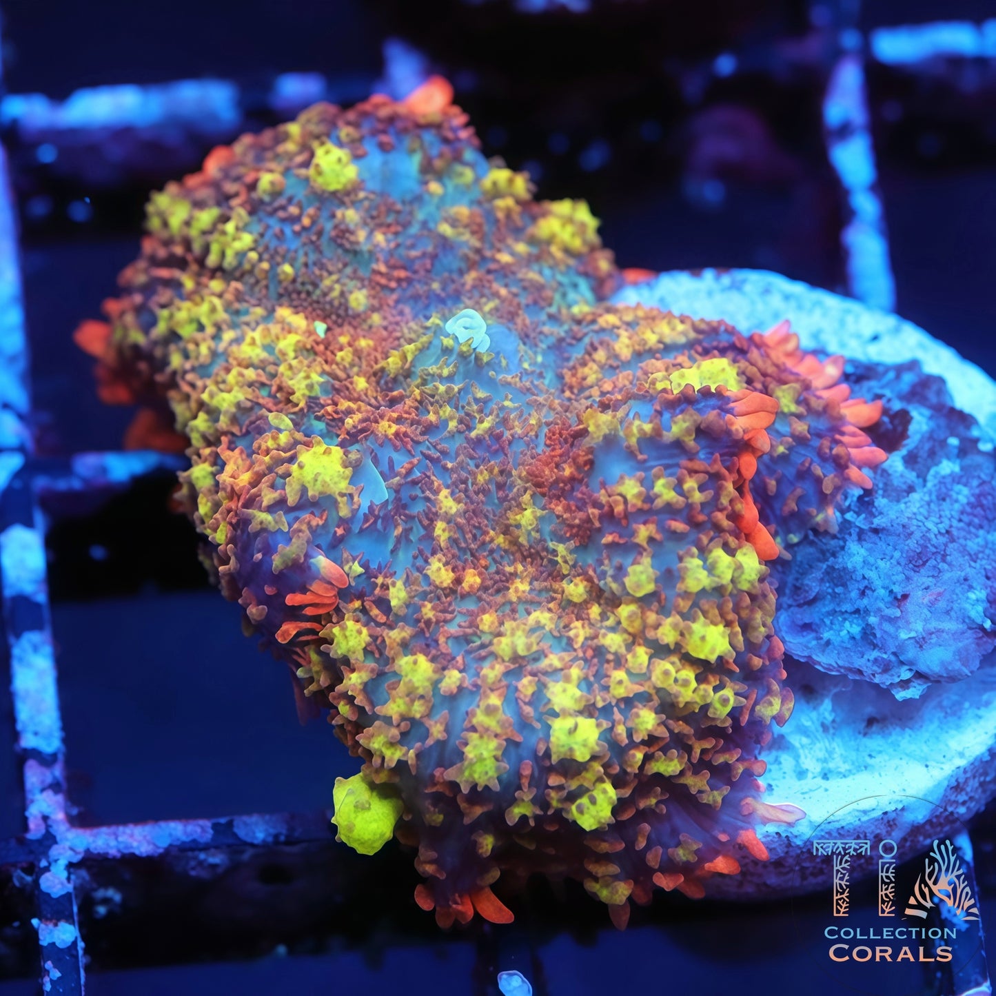 TIA Cosmic Garden Bounce Mushroom (rare)