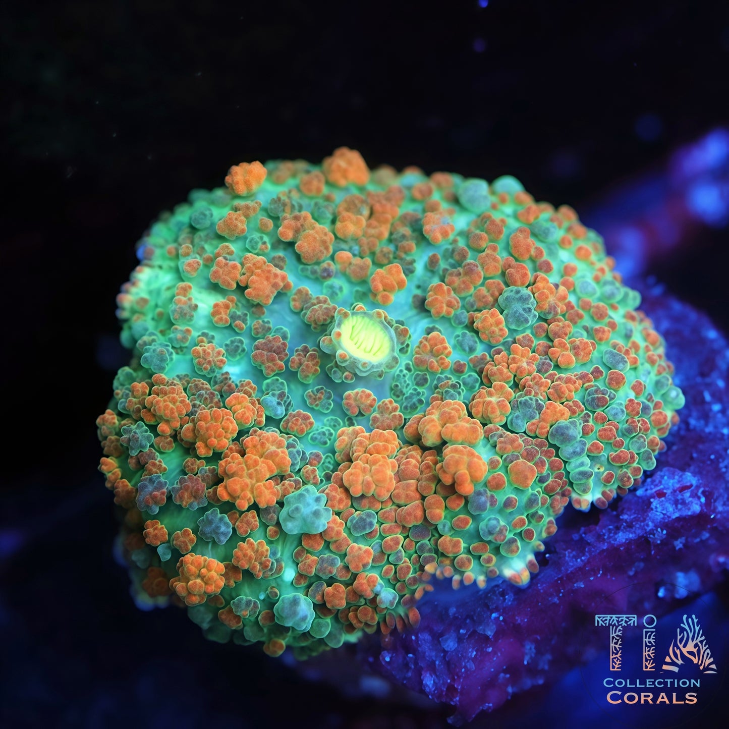 TIA Mango Puff Bounce Mushroom