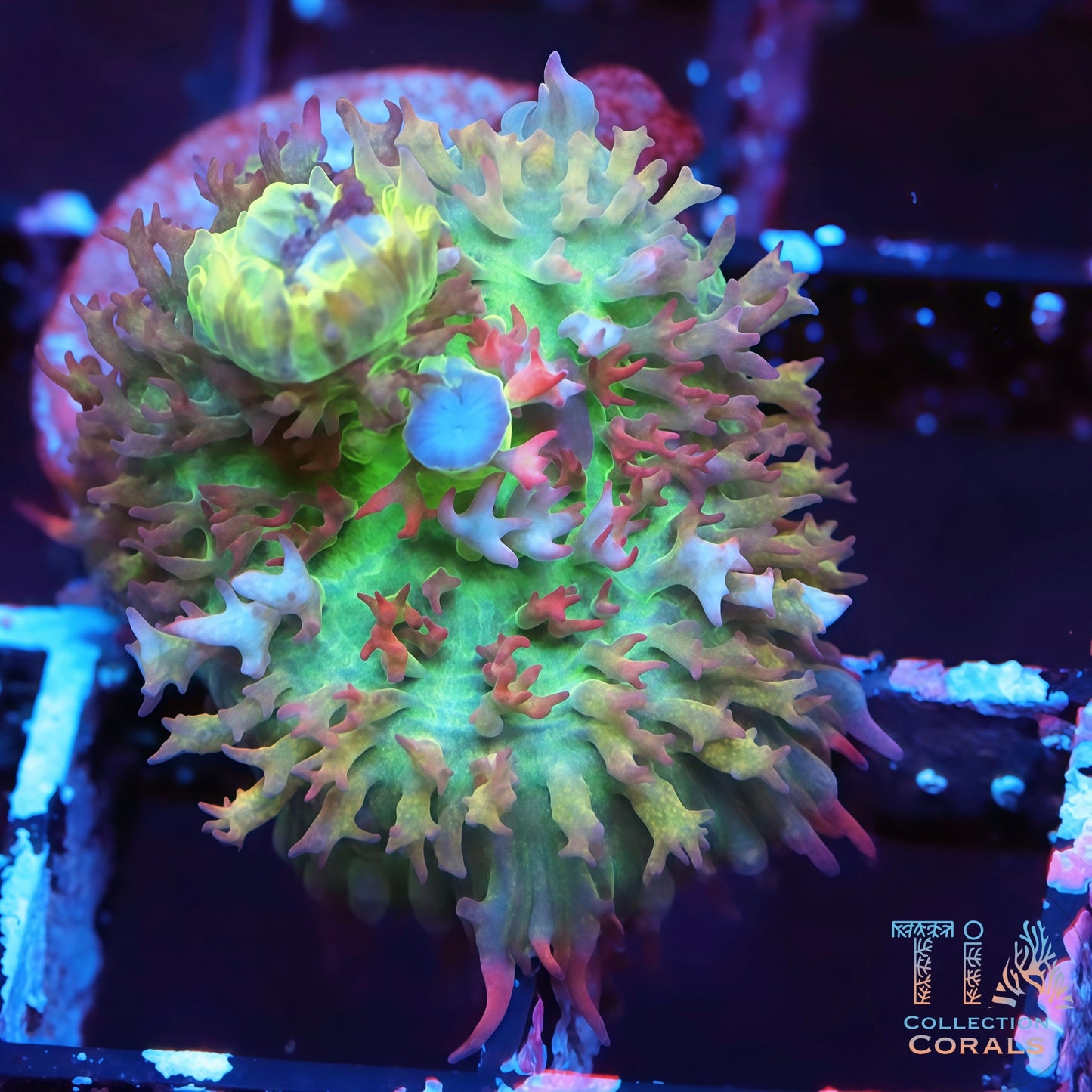 Rainbow St. Thomas Mushroom(rare found)