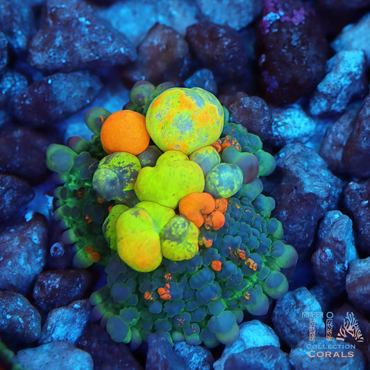 OG Bounce Mushroom (Rainbow bubbles Lineage) nice size