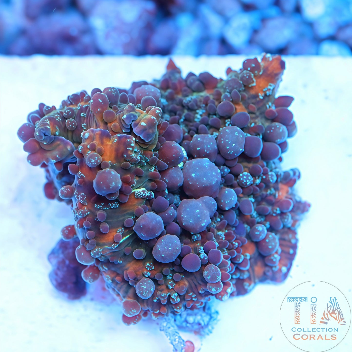 Mr. Freak Bounce Mushroom (Big Mama)