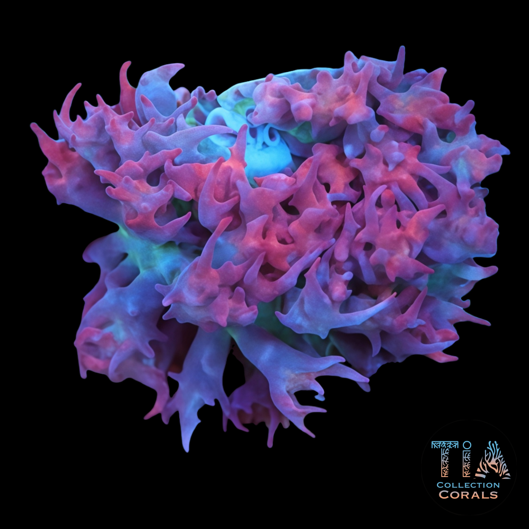 Red St. Thomas Mushroom