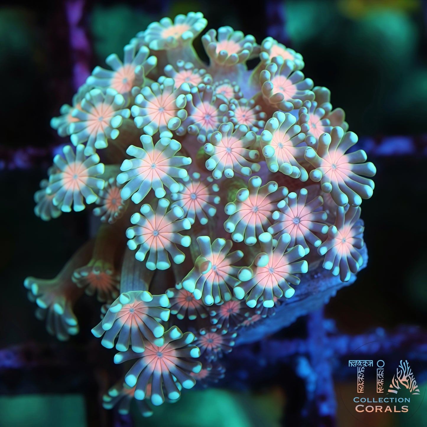 Pink Center Alveopora