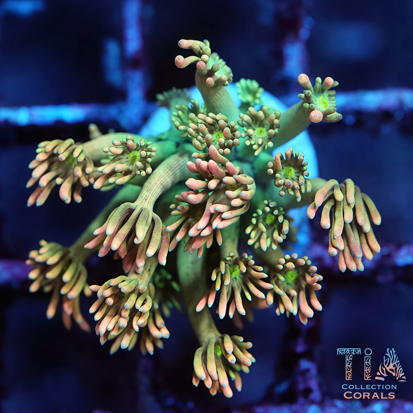 TSA Sour Tsunami Goniopora