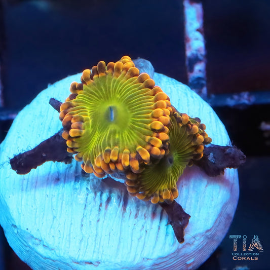 TIA Yellow Bird Zoanthias
