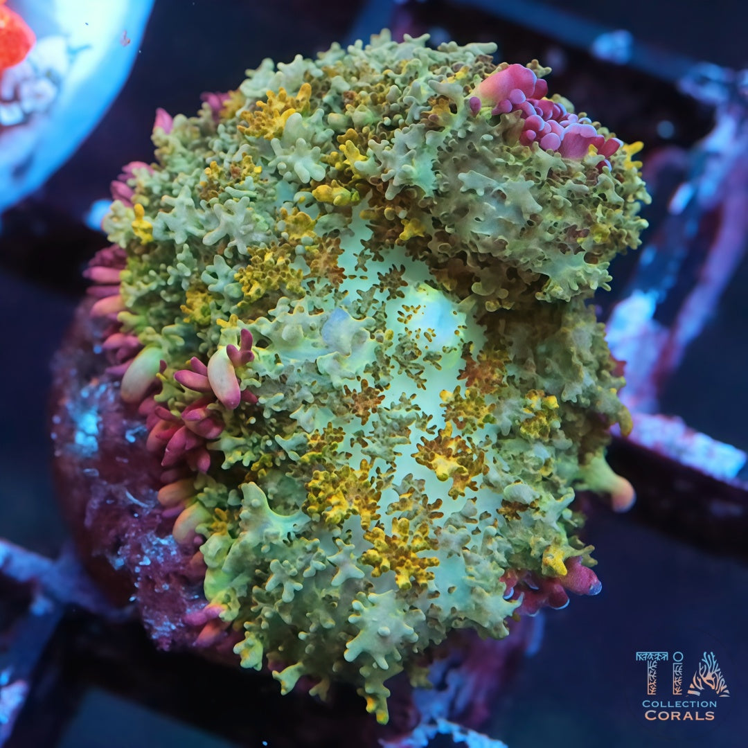 TIA Petal Garden Rhodactis Mushroom