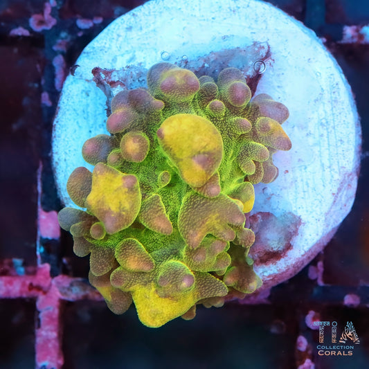 Lemon Head Bounce Mushroom