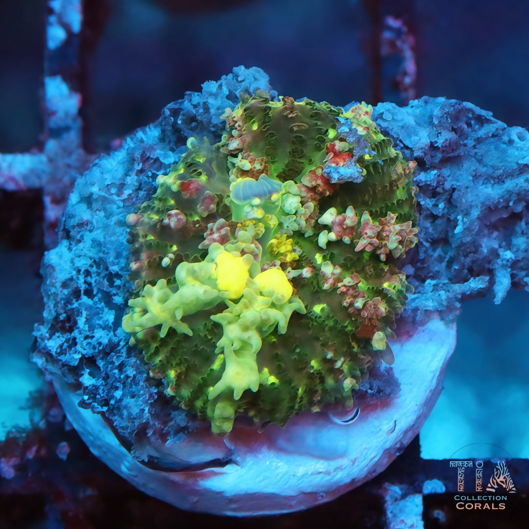 TIA Wild Garden Bounce Mushroom