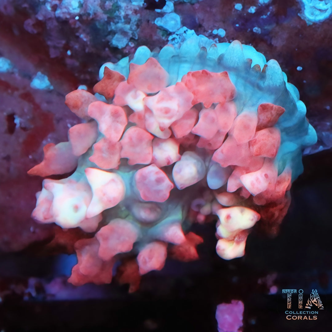 Pink St. Thomas Mushroom