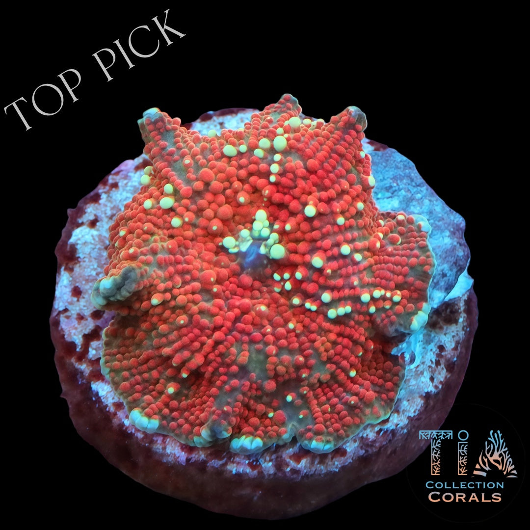 TIA Sunset River Discosoma Mushroom