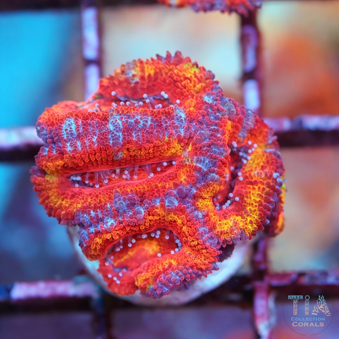 Ultra Rainbow Acan Frag