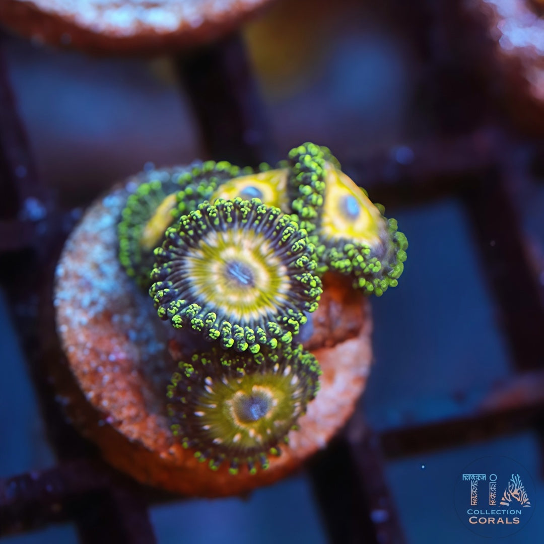 Pot of Gold Zoathias