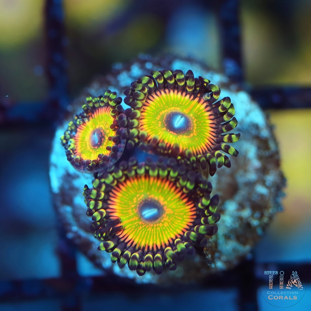 Hyper Jubilee Zoanthids