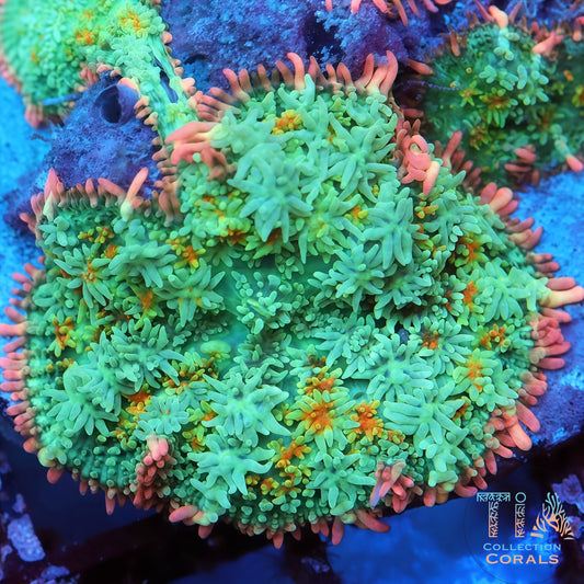 Rainbow Frankenstein Mushroom