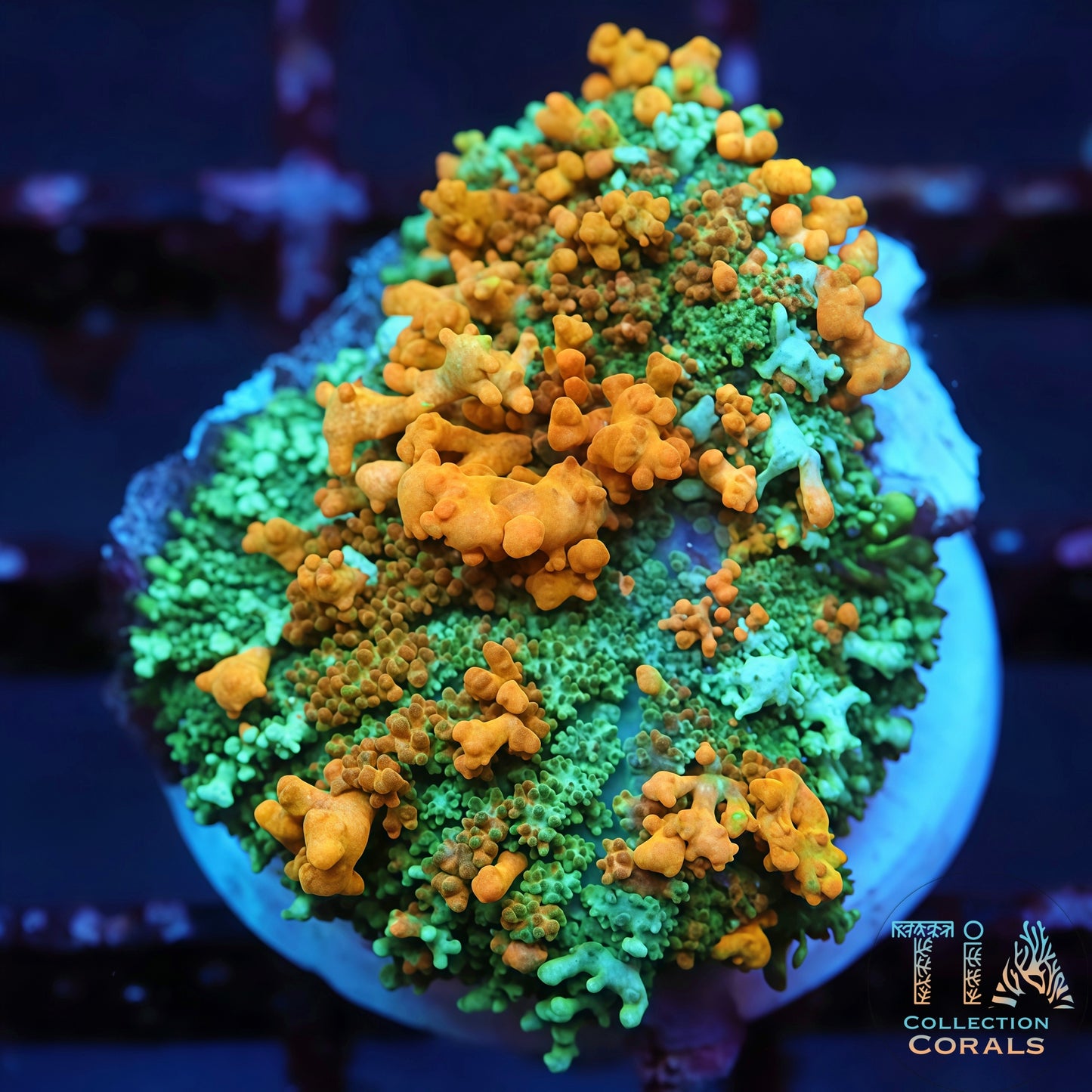 TIA Garden Sunburst Carpet Mushroom (big)