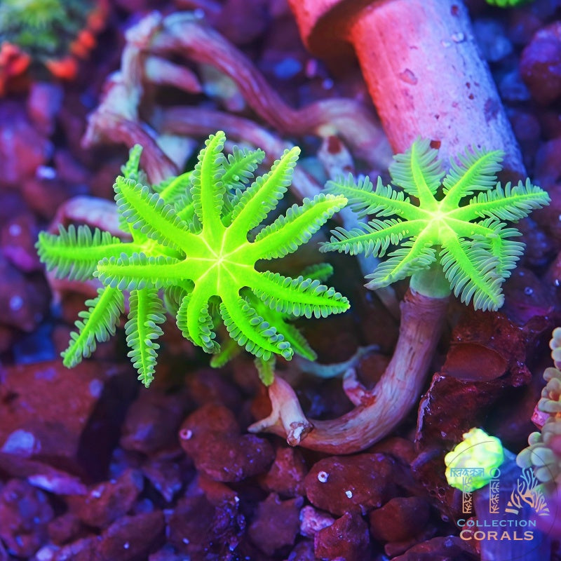 Neon Clove Polys