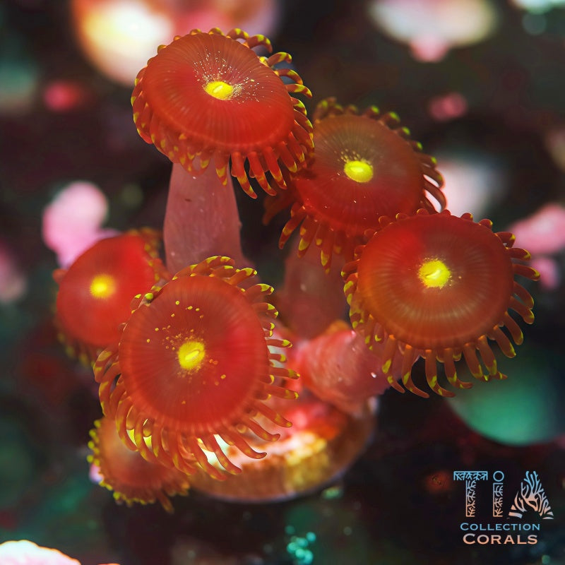 Red People Eater Zoanthid Polyp