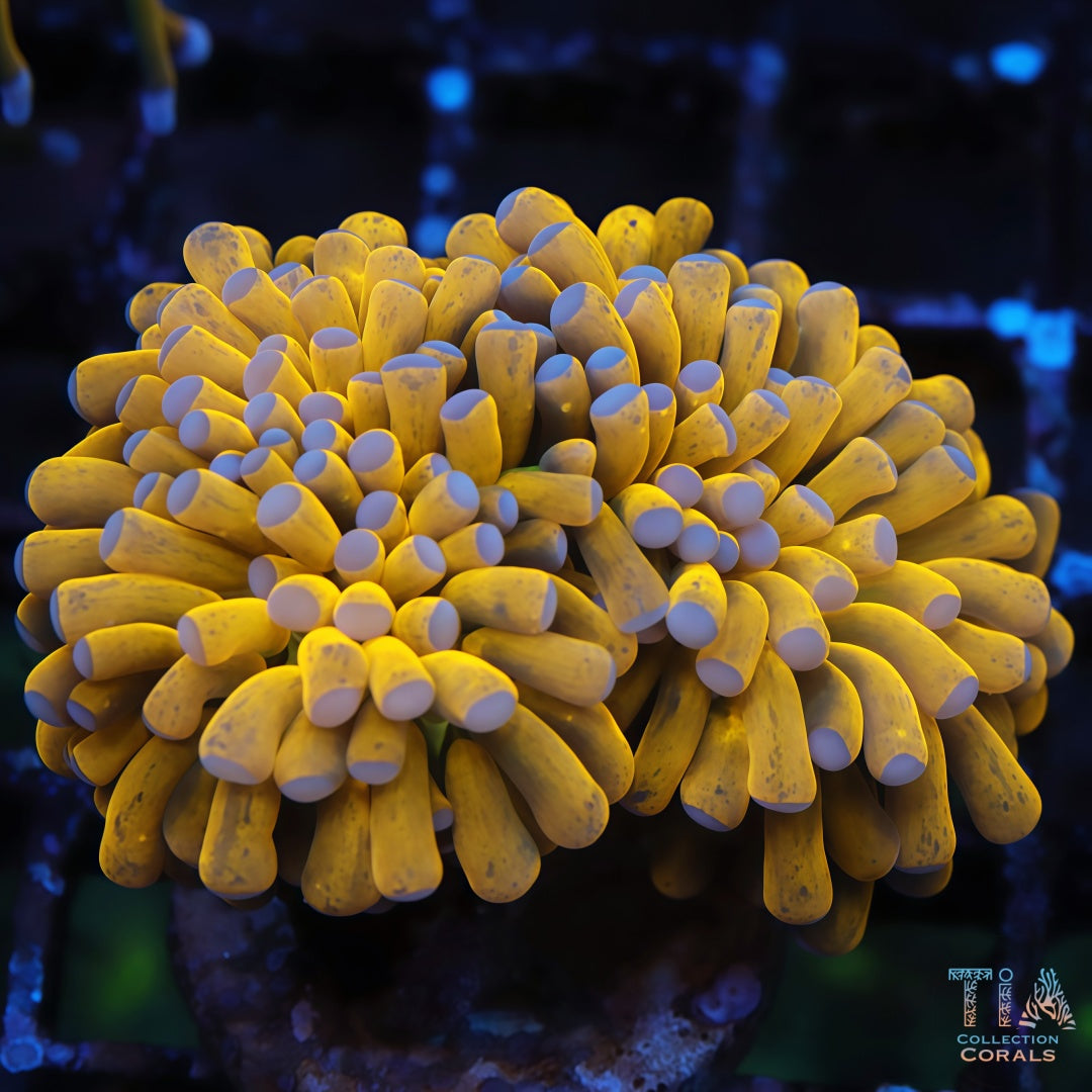 24K Fathead Gold Torch Multiple Heads