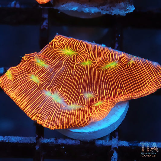 Jack o' lantern Leptoseris