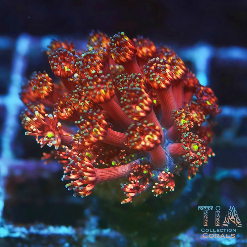TIA Cherry Voltage Goniopora