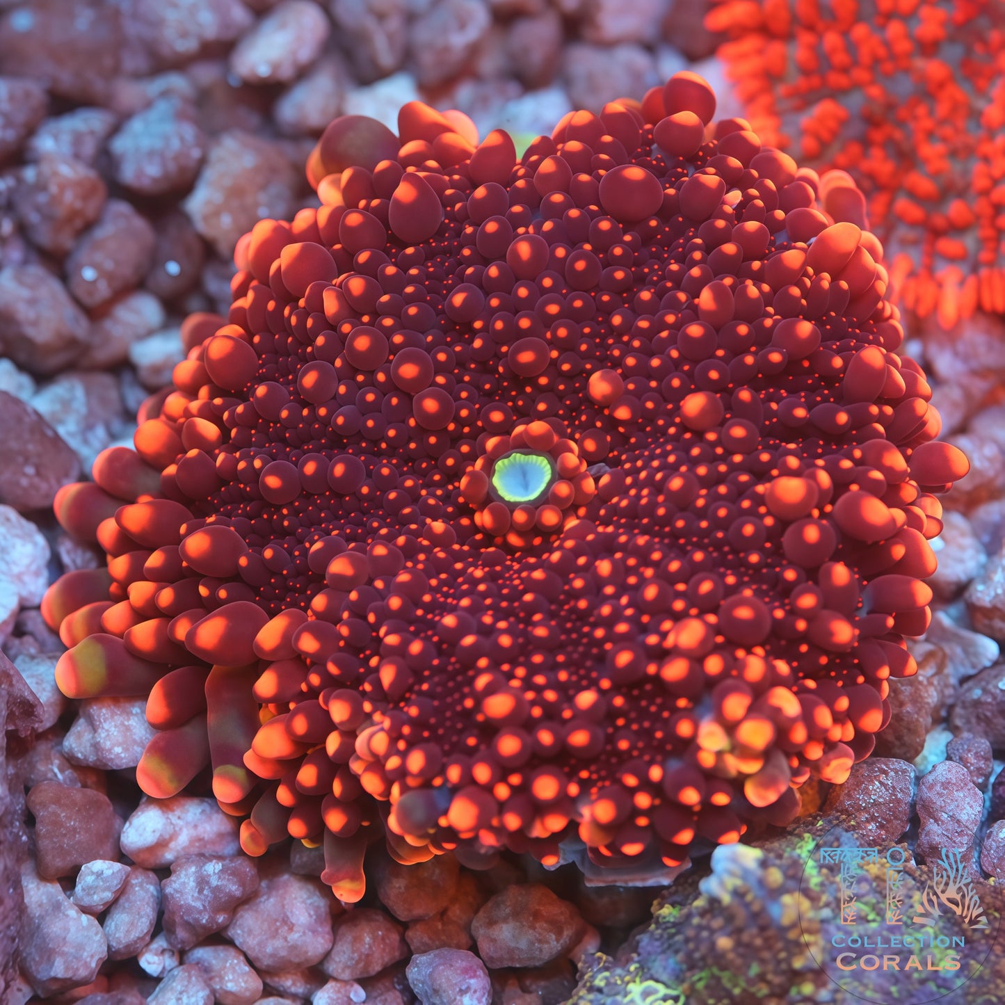 4inch Tank Grown King Kong Yuma